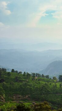 4k timelapse of green tea plantations on sunset in Kerala state of India. Vertical video