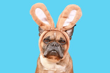 Fototapeta na wymiar Easter bunny dog. French Bulldog wearing rabbit costume ears on blue background