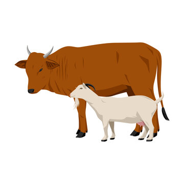 Cow and Goat vector illustration, animal cartoon