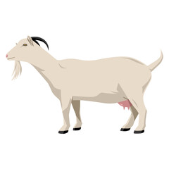 Goat vector illustration isolated on white background. Farm animal