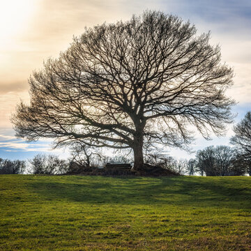 Portrait eines Baumes ohne Blätter auf einer Wiese im März im Hintergrund die untergehende Sonne