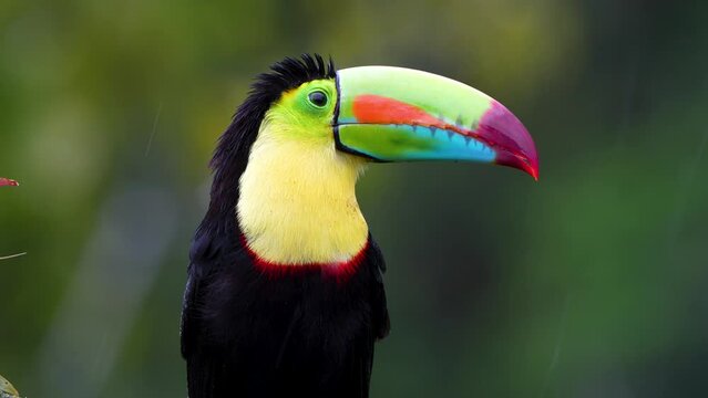 Vibrant and Colorful Keel-billed toucan, Ramphastos sulfuratus, shaking the rain of its feathers in Costa Rica