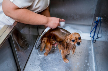 Groomer washing a Pomeranian dog at the bath of grooming salon