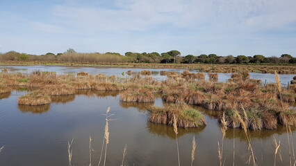 Balade au Cougourlier (Camargue)