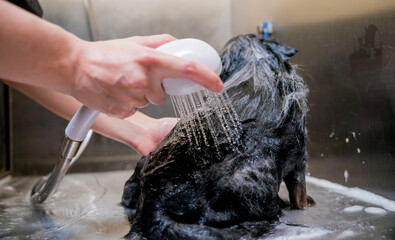 Groomer washing a Pomeranian dog at the bath of grooming salon