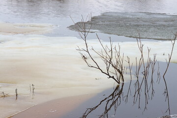 Branches of a bush in the water surrounded by ice floes on the Staritsa River near the village of Agro-Pustyn during the flood