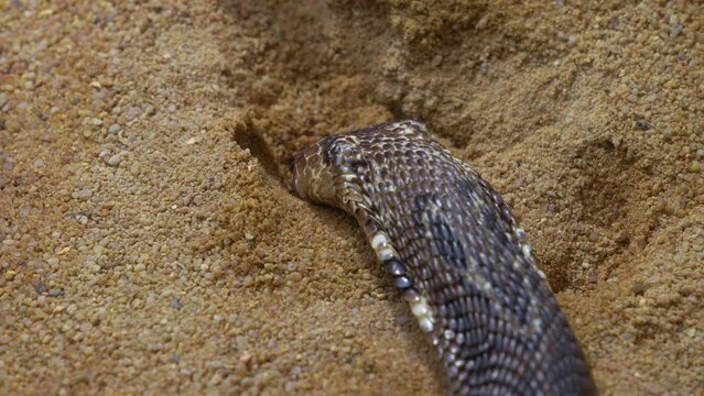 Cobra digging in sand with his head