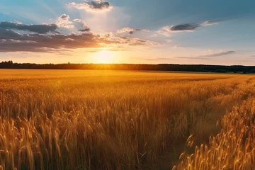 Deurstickers Beautiful natural landscape panorama of golden wheat field at sunset against background © surassawadee