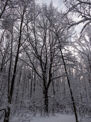 Beautiful winter forest after snowfall, branches covered in snow