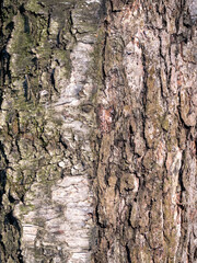 The bark of pine tree, background.