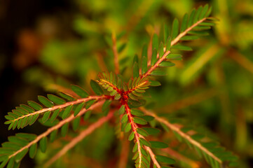 Daun Meniran, Phyllanthus urinaria, in shallow focus for natural background