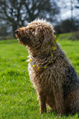 Airedale terrier portrait, sat in a green grassy field. A chain of buttercups hang around the dogs neck. copy space. Pet photography. Not clipped, long coat, teddy bear appearance. 