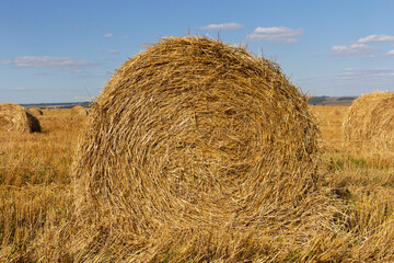 Yellow grain ready for harvest growing in a farm field