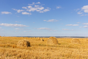 Yellow grain ready for harvest growing in a farm field