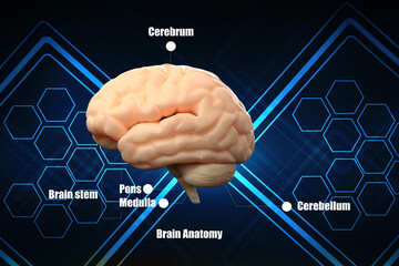 3d illustration Human health brain 

