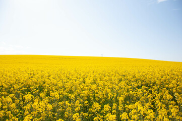 Obraz premium GInestre Campo