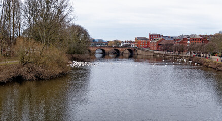 Fototapeta na wymiar Swans on the river Severn at Worcester Swan Sanctuary