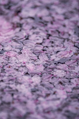 桜の花筏（Cherry blossom petals on the water）