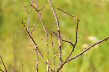 Closeup of sea buckthorn branches without leaves