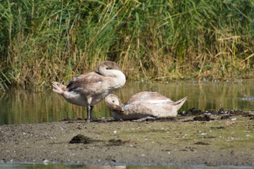 Closeup of two young swans cleaning their feathers with selective focus on foreground