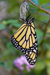 This digital photograph captures the delicate beauty of a post-emergent Monarch butterfly in late summer. 