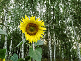 Sunflower field with sunflower in the center of the image. Nature. Sunflower is yellow.