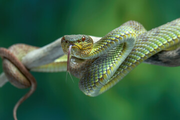 green viper on a tree