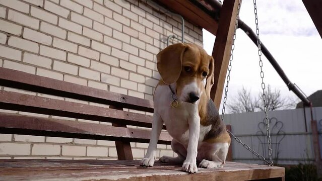 Beagle Dog. One sits on a children's swing