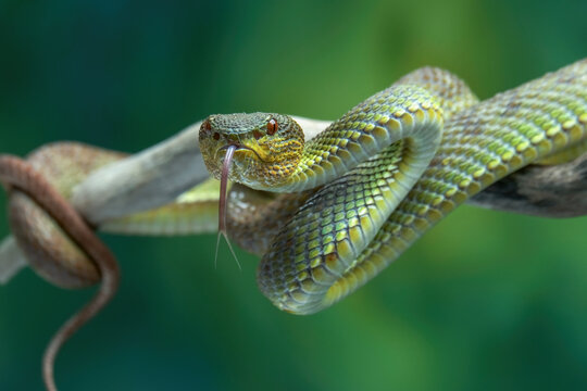 green viper on a tree