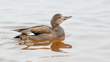 duck on the snow