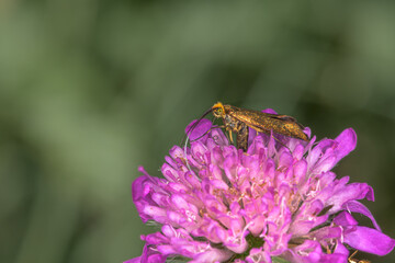 Side view of Moth, Nemophora metallica on a scabiosa flower metallica