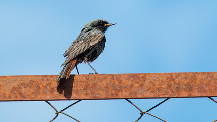 blackbird on a fence