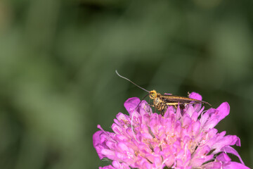 Front view of Moth, Nemophora metallica on a scabiosa flower