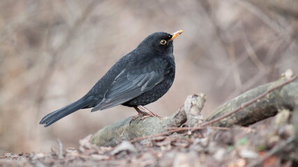 blackbird on a branch