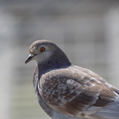 Pigeon biset