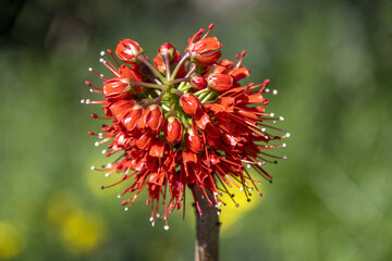Fleur rouge et blanche de Greyia Sutherlandii