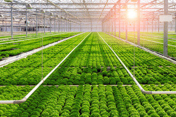 Industrial greenhouse agriculture with rows of green cultivation and the sun shining through the glass. - 585155325