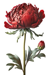 Romantic red peony in bloom