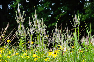 Culver's root (binomial name: Veronicastrum virginicum) stands tall above yellow coneflowers (Ratibida pinnata) in a prairie restoration area in July, northern Illinois, USA, for themes of summer