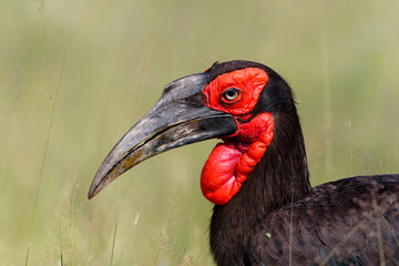 Southern Ground Hornbill (Bucorvus leadbeateri; formerly known as Bucorvus cafer) walking in the grass in Kruger National Park in South Africa