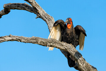 Southern Ground Hornbill (Bucorvus leadbeateri; formerly known as Bucorvus cafer) flying out of a tree in Kruger National Park in South Africa