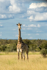 Obraz premium South African Giraffe (Giraffa giraffa giraffa) or Cape giraffe walking on the savanna with a blue sky with clouds in Kruger National Park in South Africa