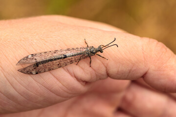 an ant lion on the hand of a naturalist. close-up macro photography