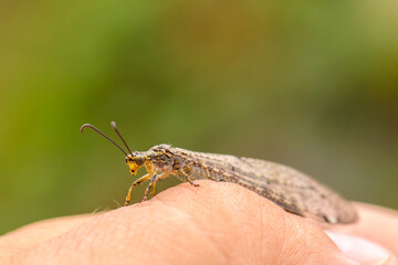 an ant lion on the hand of a naturalist. close-up macro photography