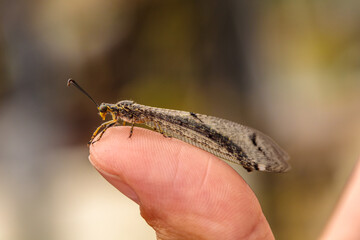 an ant lion on the hand of a naturalist. close-up macro photography