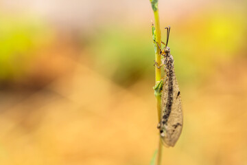 ant lion on a blade of grass. close-up macro photography