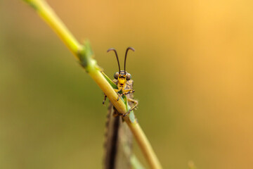 ant lion on a blade of grass. close-up macro photography