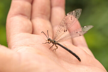 an ant lion on the hand of a naturalist. close-up macro photography