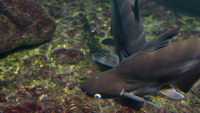 Close up of  Iridescent shark, Sutchi catfish swimming around.