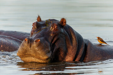 Hippopotamus in the Okavanga Delta in Botswana. An aggressive hippo bull shows dominant behaviour.        